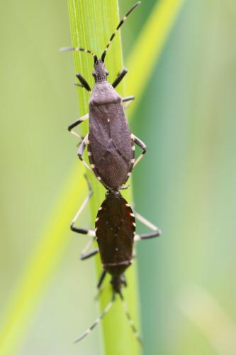 Dicranocephalus medius